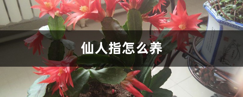 仙人指怎么养，怎样可以爆盆