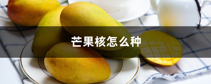 芒果核怎么种