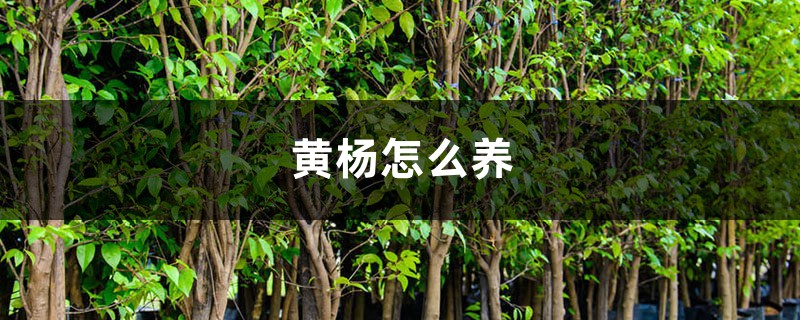 黄杨怎么养