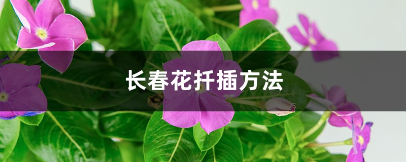 长春花扦插方法，怎么水培生根