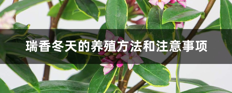 瑞香冬天的养殖方法和注意事项