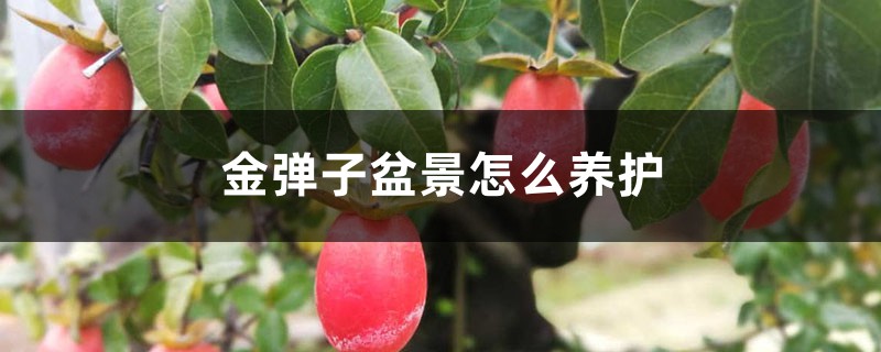 金弹子盆景怎么养护和过冬