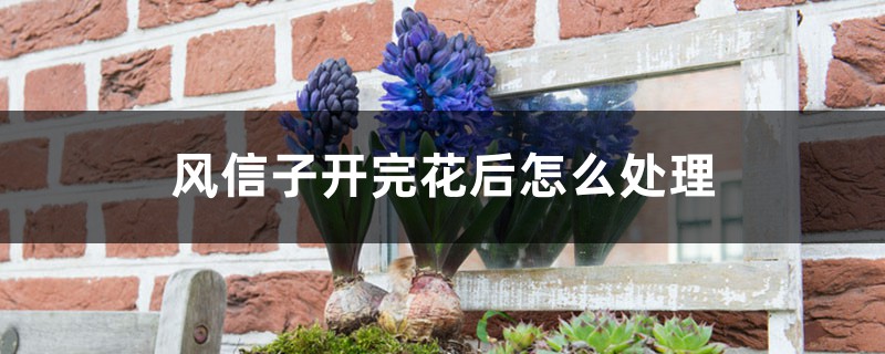 风信子开完花后怎么处理，怎么留种
