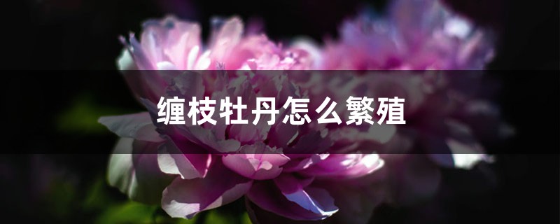 缠枝牡丹怎么繁殖，怎么养
