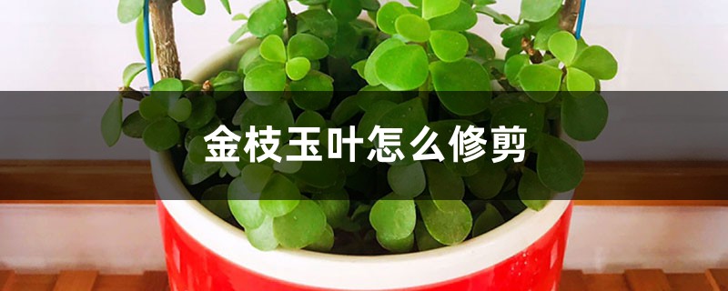 金枝玉叶怎么修剪，几月份修剪
