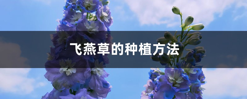 飞燕草的种植方法，冬天能过冬吗