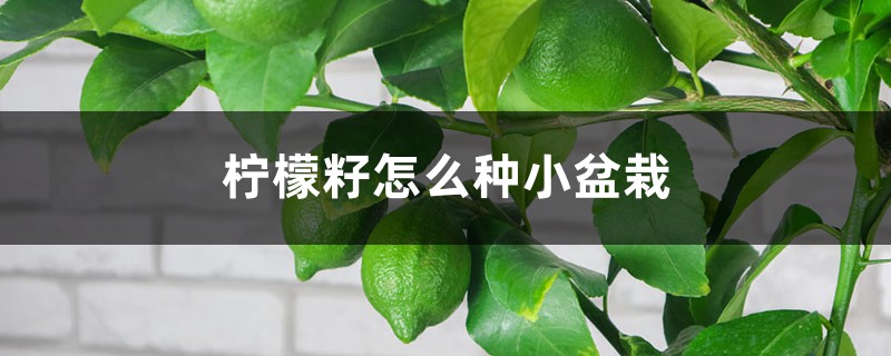 柠檬籽怎么种小盆栽