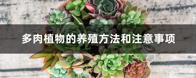 多肉植物的养殖方法和注意事项