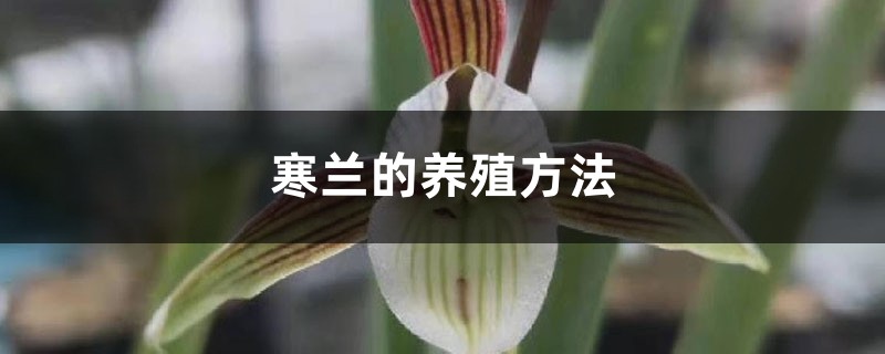 寒兰的养殖方法
