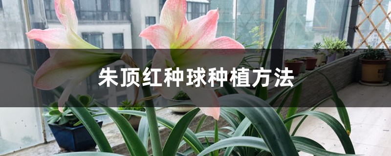 朱顶红种球种植方法