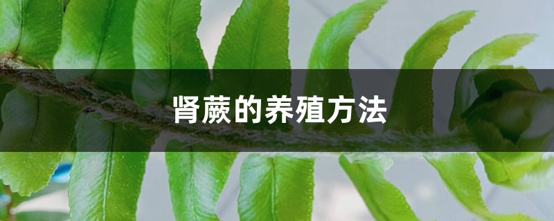肾蕨的养殖方法
