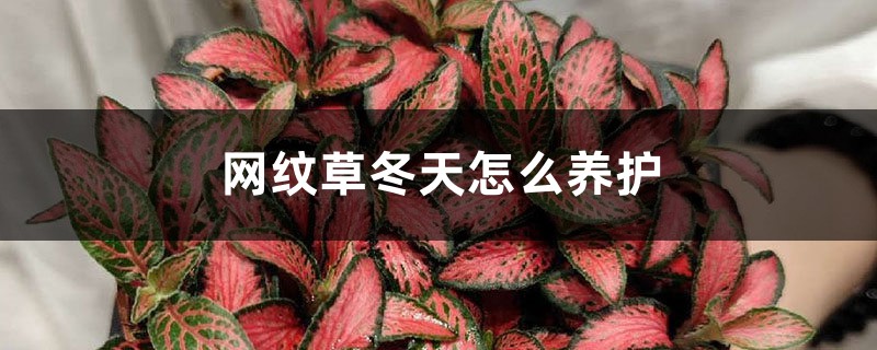 网纹草冬天怎么养护