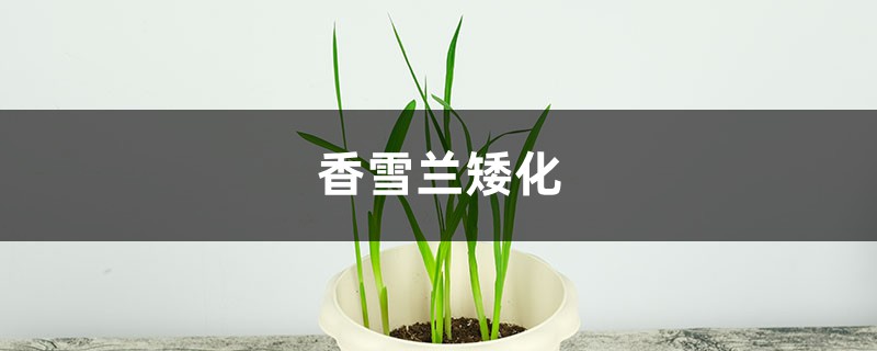 香雪兰矮化方法