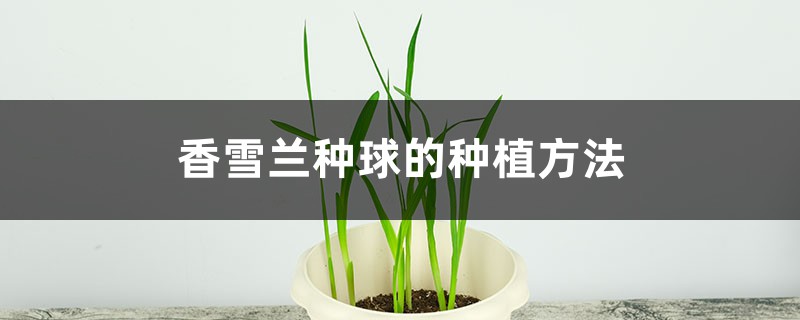 香雪兰种球的种植方法