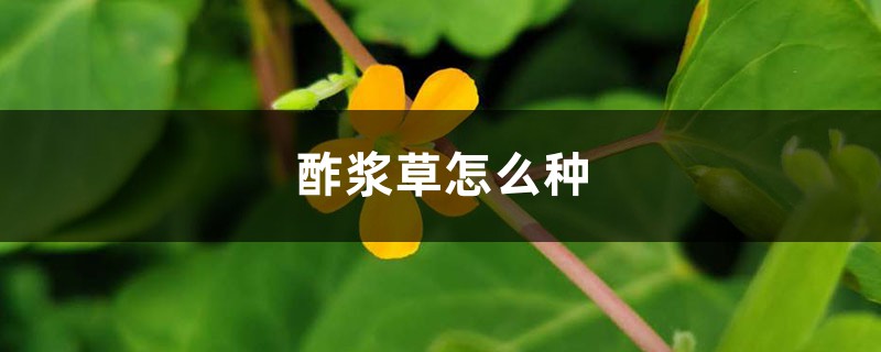 酢浆草怎么种