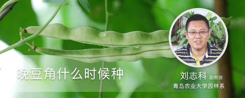 晚豆角什么时候种