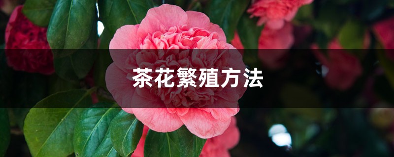茶花繁殖方法，茶花如何繁殖