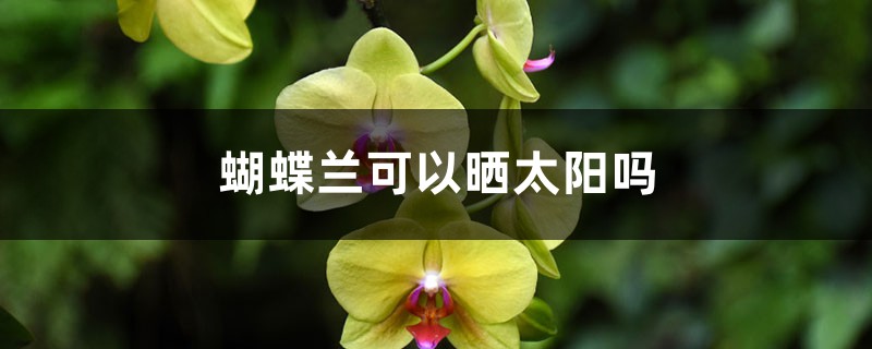 蝴蝶兰可以晒太阳吗，蝴蝶兰可以养多久