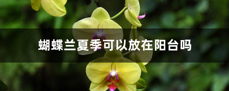 蝴蝶兰夏季可以放在阳台吗，蝴蝶兰夏季怎么管理