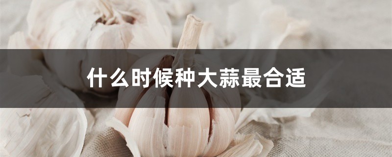 什么时候种大蒜最合适