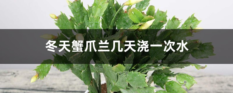 冬天蟹爪兰几天浇一次水，冬天怎么浇水