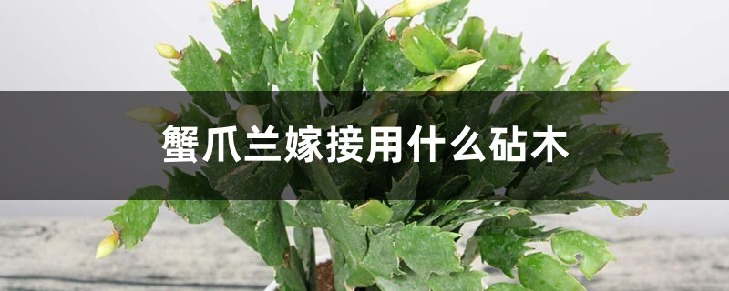 蟹爪兰嫁接用什么砧木，蟹爪兰嫁接时间和方法