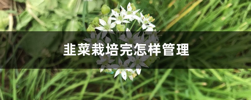韭菜栽培完怎样管理，韭菜栽培适宜环境