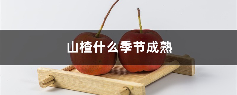 山楂什么季节成熟