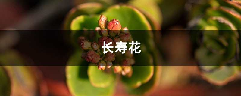 长寿花开花分散不旺盛，一个“蛋黄”喂下去，棵棵冒花拦不住！