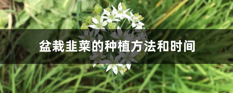 盆栽韭菜的种植方法和时间，是不是每年换一次土