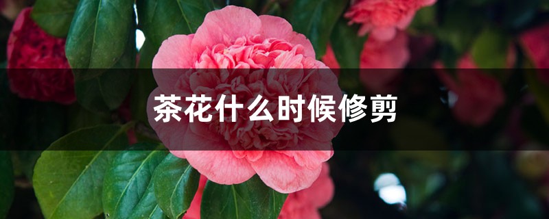 茶花什么时候修剪，茶花修剪时间和方法