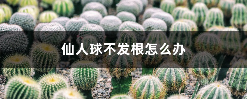 仙人球不发根怎么办