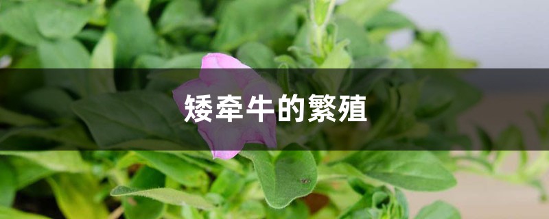矮牵牛的繁殖