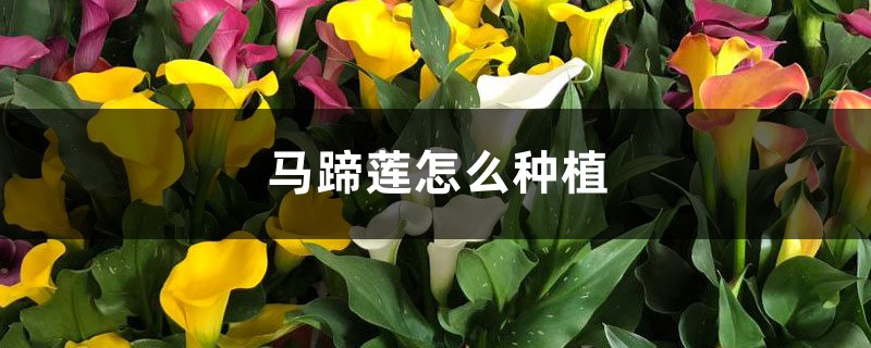 马蹄莲怎么种植