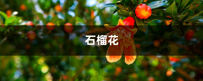 吃剩下的“石榴籽”可别扔，用水洗一洗，7天长出小盆栽！