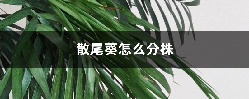散尾葵怎么分株