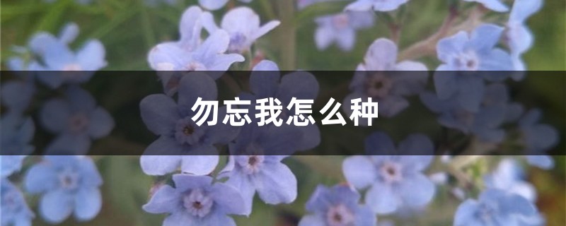 勿忘我怎么种