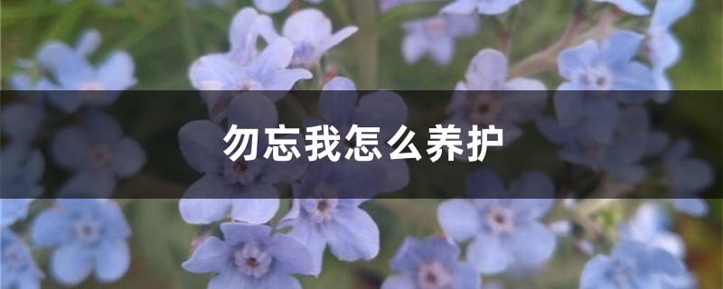 勿忘我怎么养护