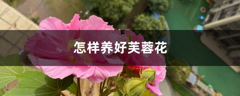 怎样养好芙蓉花