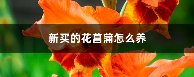 新买的花菖蒲怎么养