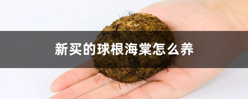 新买的球根海棠怎么养