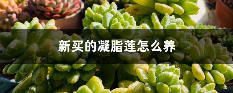 新买的凝脂莲怎么养