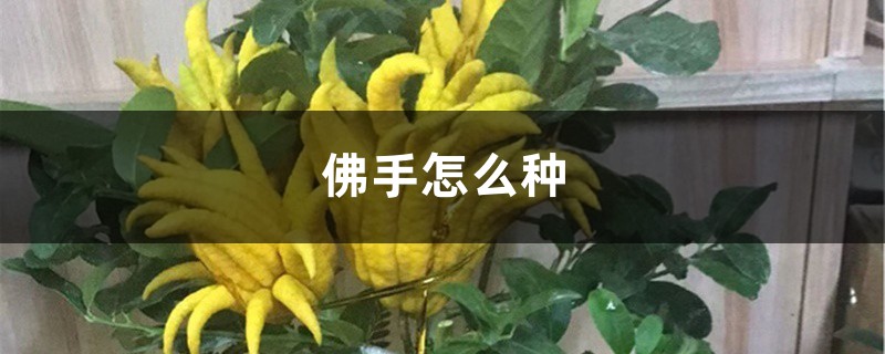 佛手怎么种