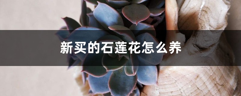 新买的石莲花怎么养