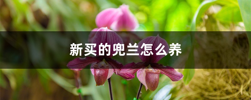 新买的兜兰怎么养