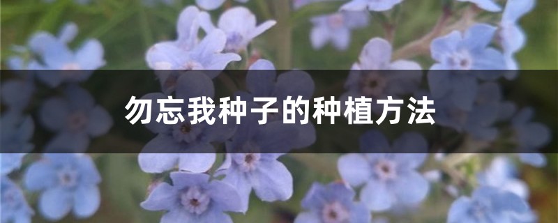 勿忘我种子的种植方法