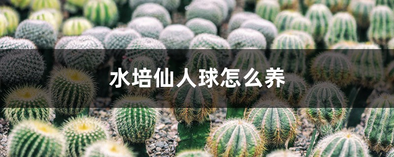 水培仙人球怎么养