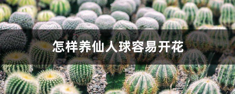怎样养仙人球容易开花