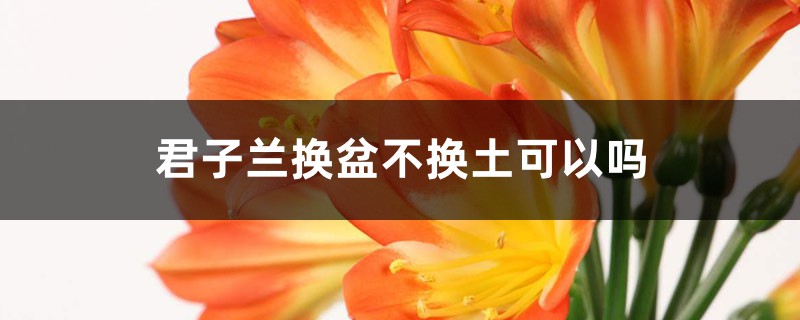 君子兰换盆不换土可以吗