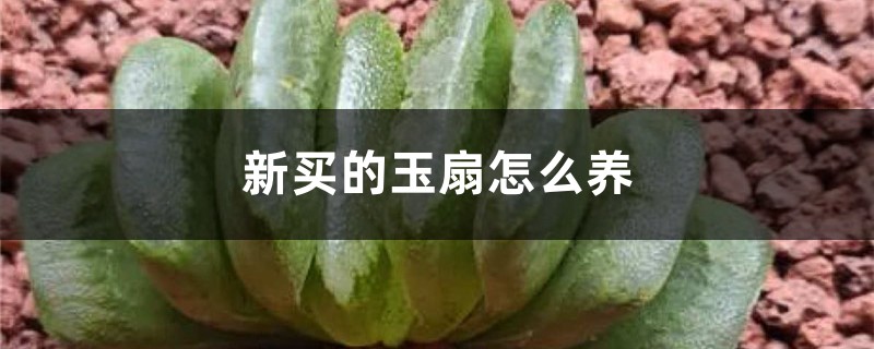 新买的玉扇怎么养